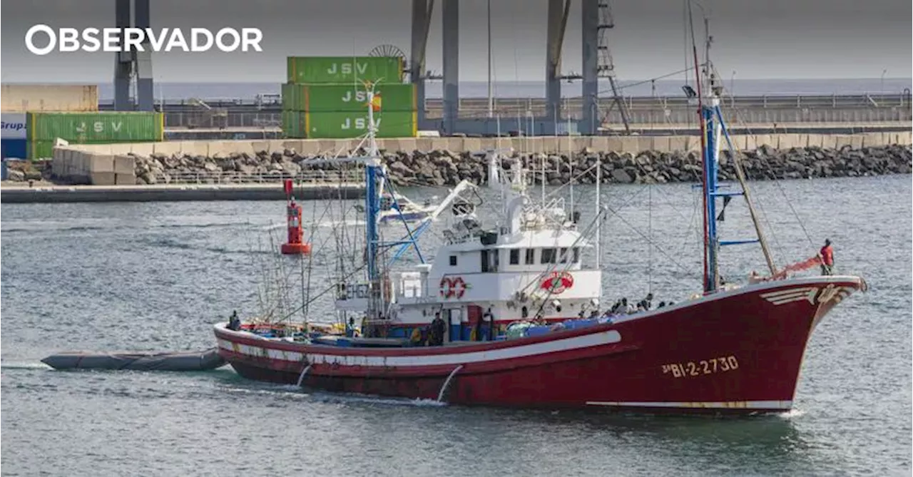 Portugal pode pescar mais de 18 mil toneladas em 2025. Mais de 30 anos depois, vai ser possível pescar bacalhau nas águas do Canadá