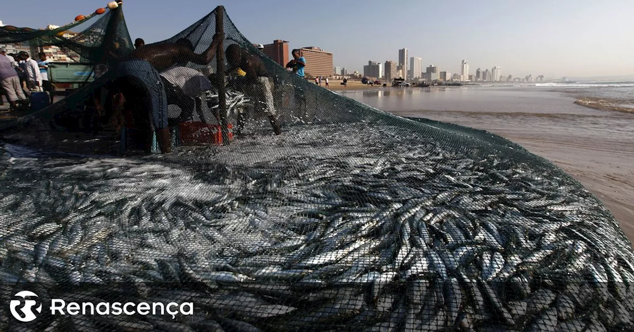 Portugal pode pescar mais de 18 mil toneladas em 2025 e volta à captura de bacalhau no Canadá