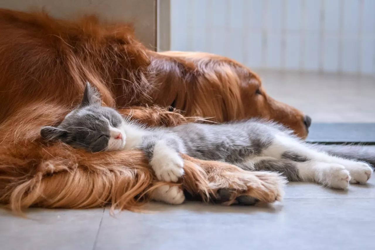 5 Nifty Things We Learned about Pet Cats and Dogs in 2024