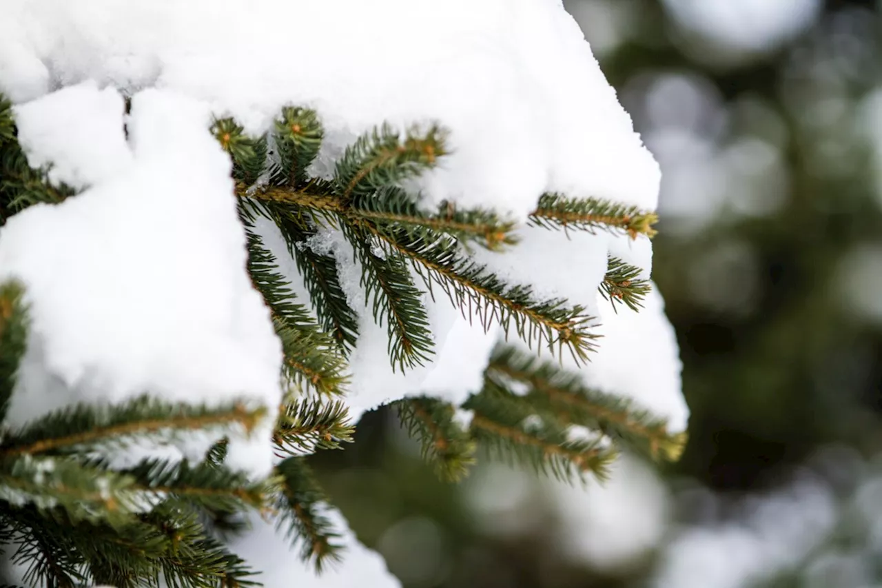 Shine up those shovels! 20 to 40 cm of fresh snow possible by Friday