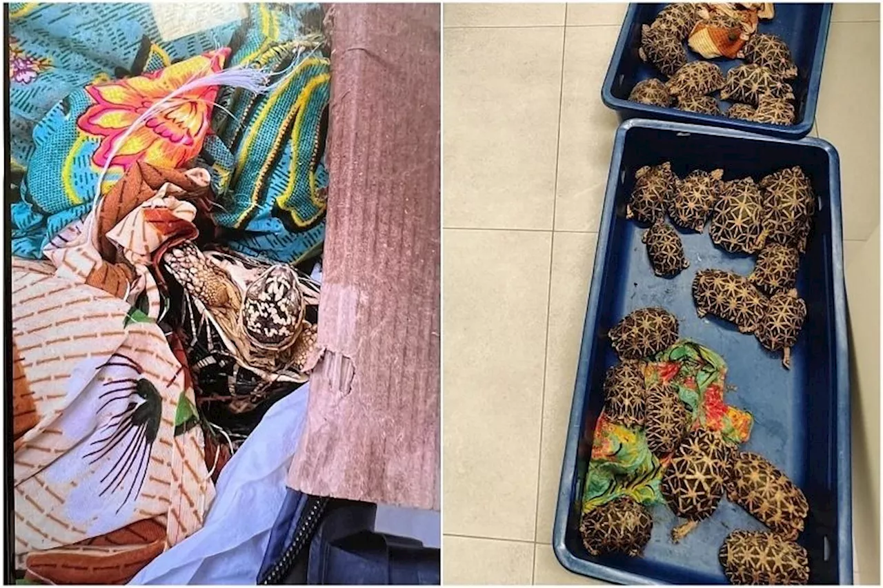 16 months’ jail for traveller caught with 58 Indian star tortoises at Changi Airport