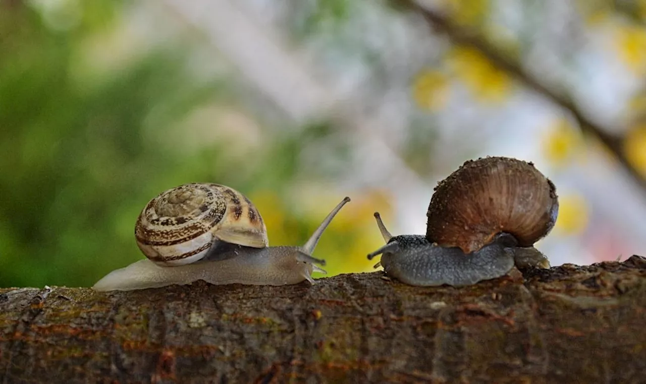 QuickCheck: Do snails show their love by stabbing each other?