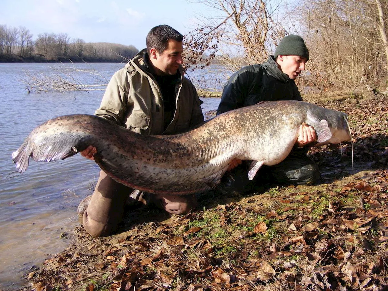 Brochets, silures et gros poissons : les plus belles prises en Gironde