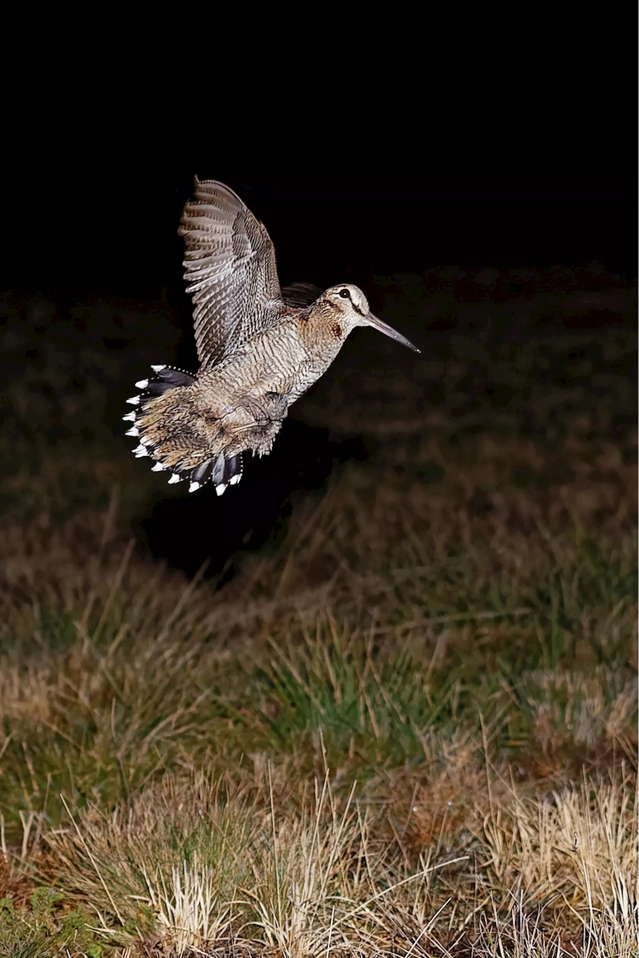 Chasse dans les Landes : une réunion d’information sur la bécasse à Pontonx-sur-l’Adour vendredi 13 décembre