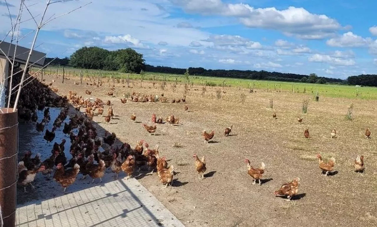 Landes : qui veut adopter une de ces 2 000 poules d’élevage menacées d’aller à l’abattoir ?