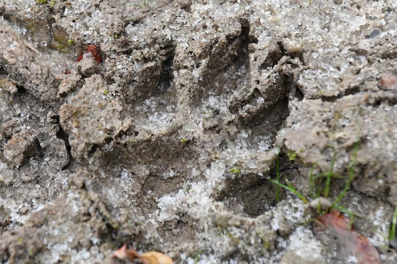 Le loup en Dordogne en 2022 : quel comportement adopter, si vous détectez des traces suspectes