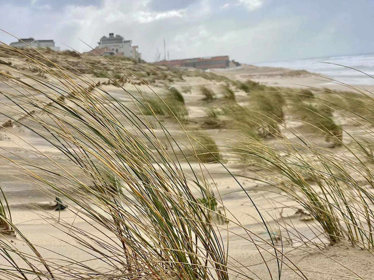 Littoral en Gironde : des dunes végétalisées pour faire face à l’érosion éolienne