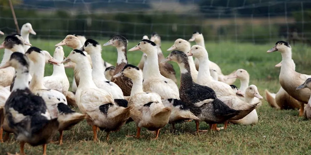 Périgueux : à l’approche des fêtes, L214 se mobilise contre le gavage des canards