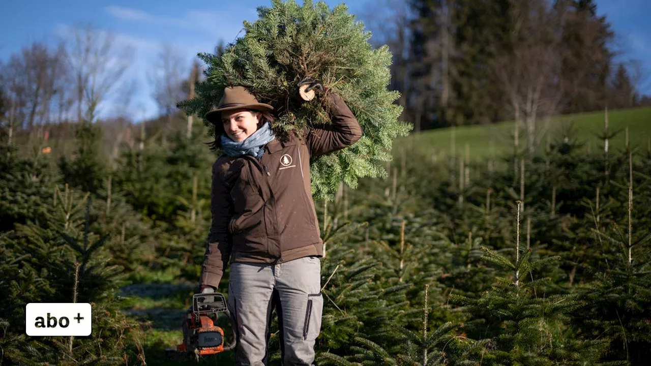 So nachhaltig ist der Christbaum aus der Region: Besuch auf einer Plantage in Gommiswald