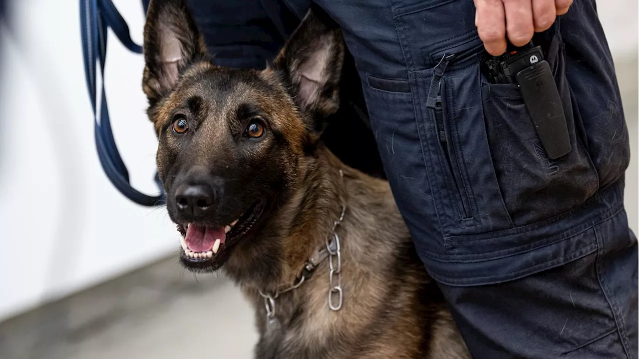 Jetzt wird in Berliner Gefängnissen geschnüffelt : Neue Hundestaffel der Justiz spürt Drogen auf