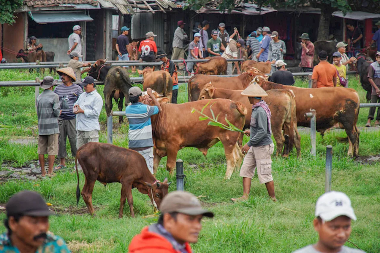 Impor Sapi Perah Makan Bergizi Gratis