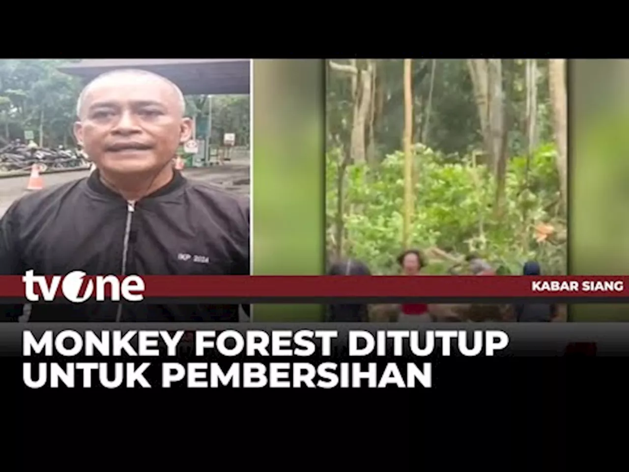 Pihak Monkey Forest Bali Tutup Sementara usai Dua Turis Tewas Tertimpa Pohon