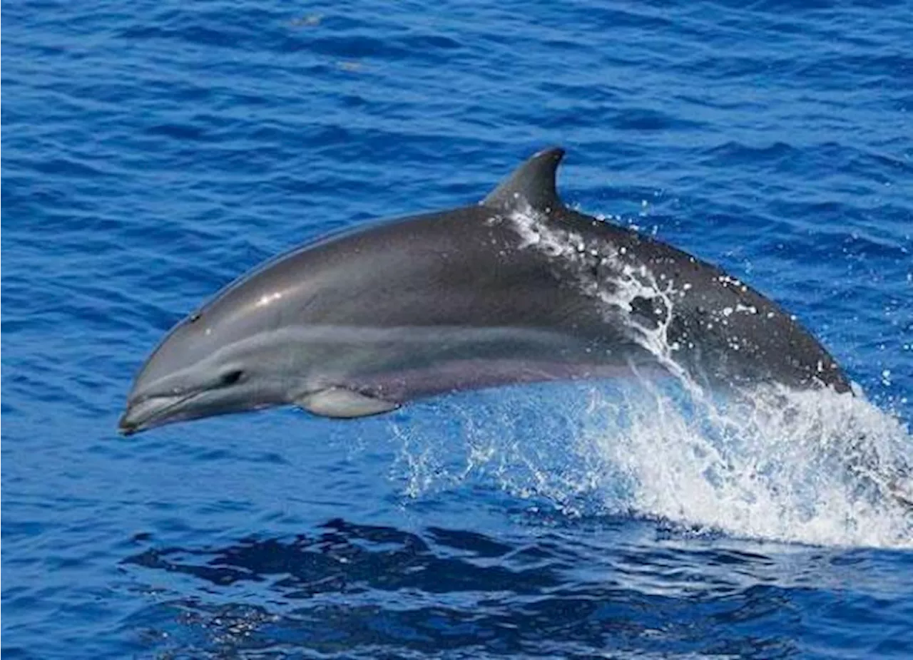 Fentanilo presente en los delfines del Golfo de México