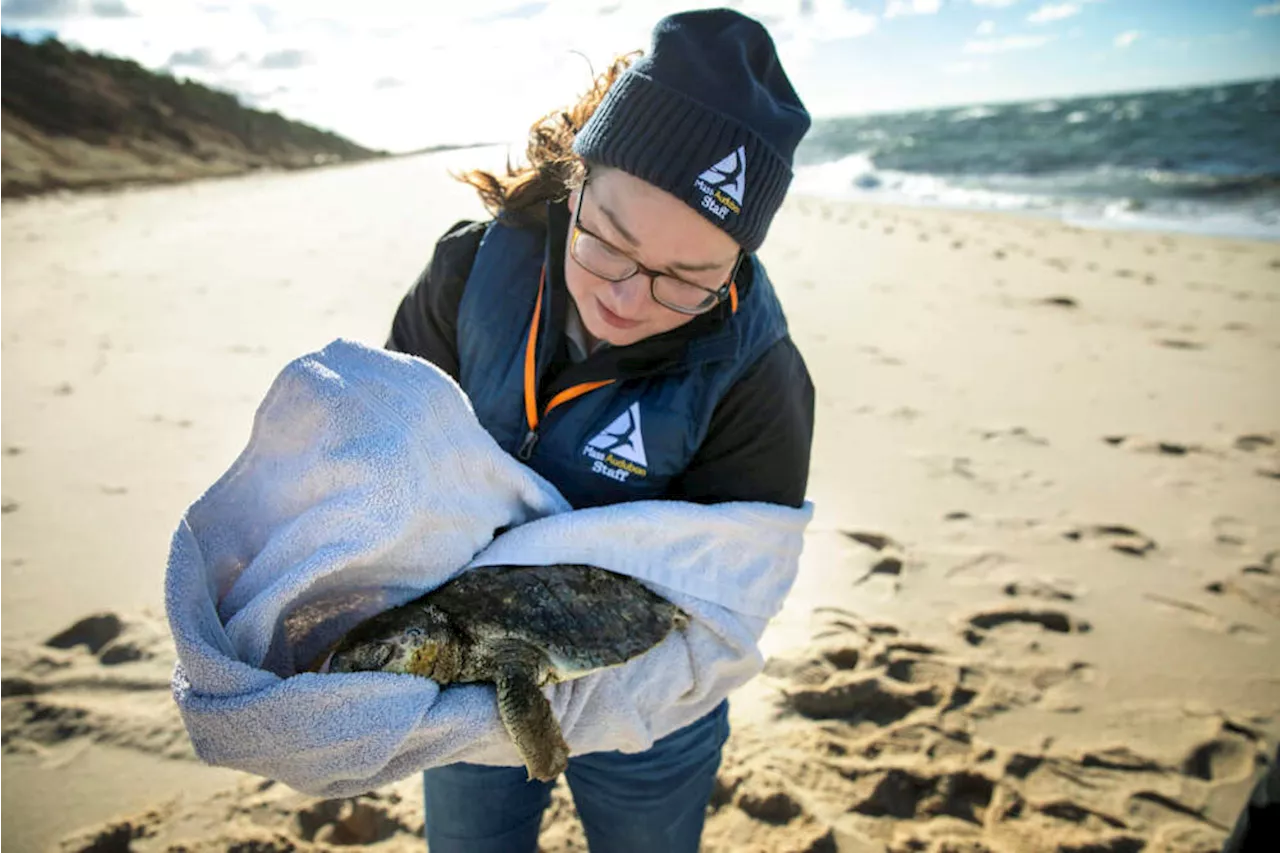 How rescuers save endangered sea turtles cold-stunned on Cape beaches