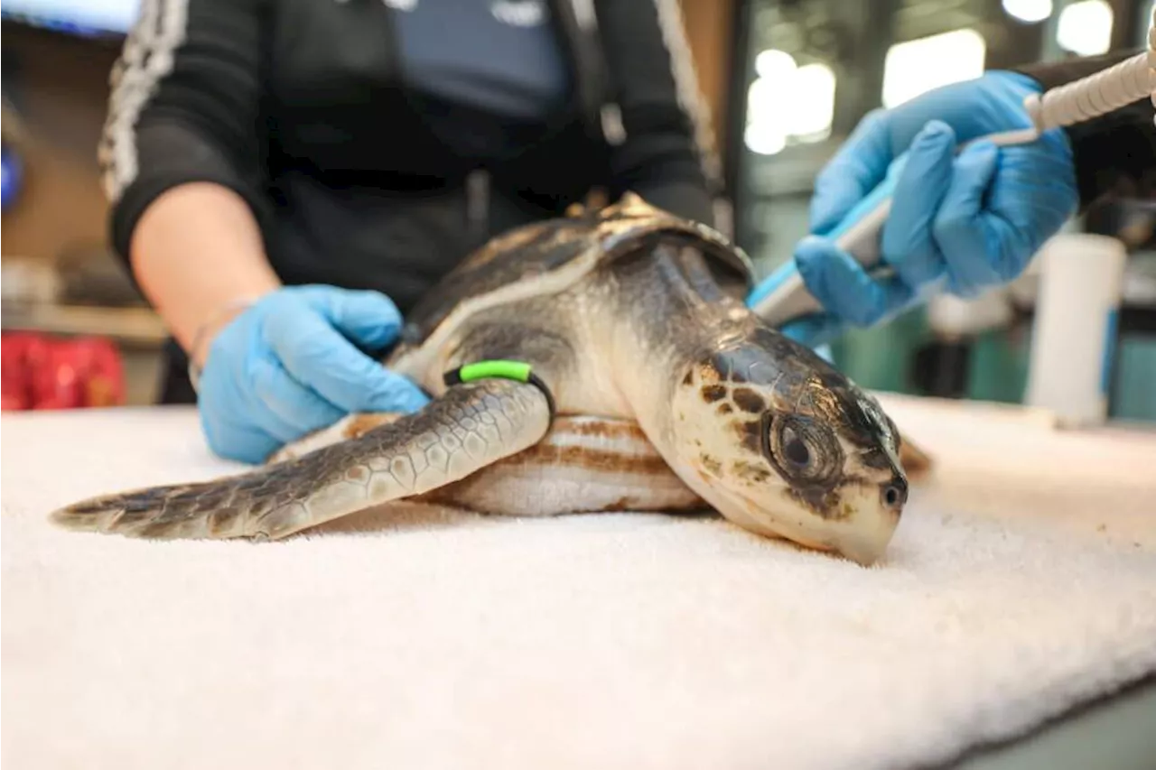 New England Aquarium sends 52 'cold stunned' sea turtles to Florida