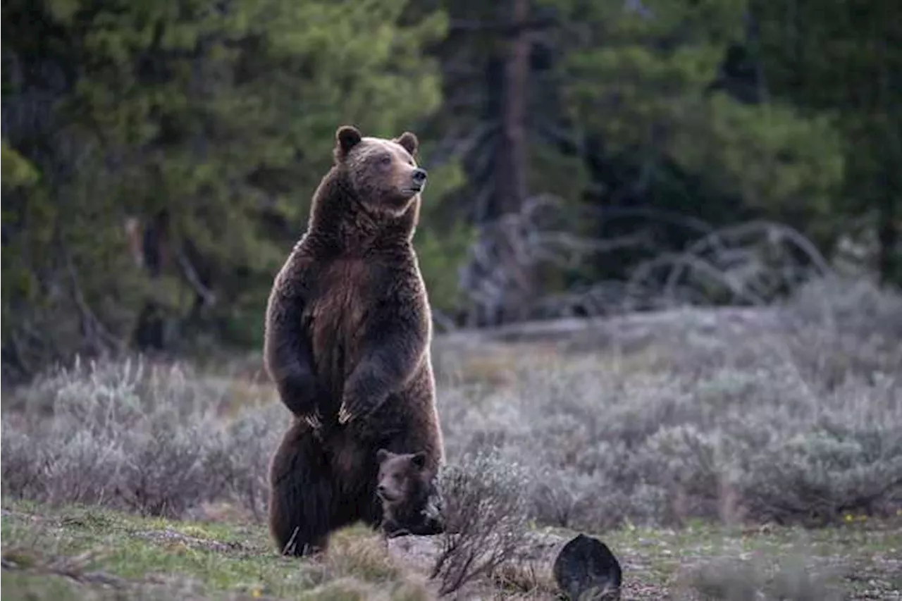 New approach to Rocky Mountain grizzlies sought ahead of the second Trump presidency