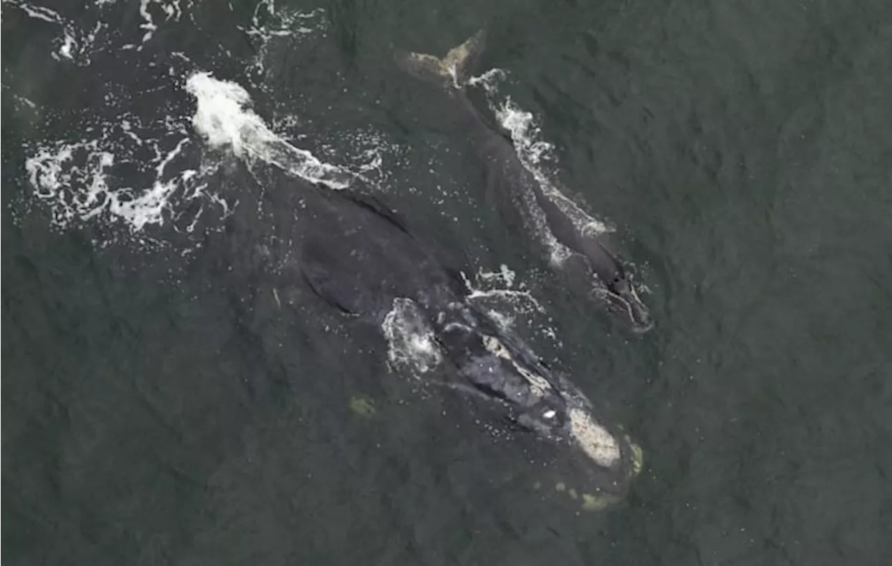 Right whales make early winter appearance off Amelia Island