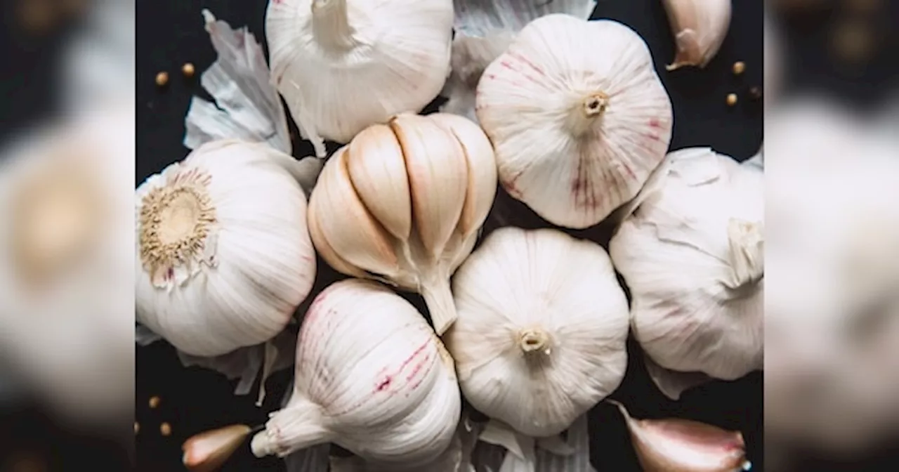 Garlic Benefits: सर्दियों में खाली पेट खाले बस ये एक चीज, दूर होंगी कई परेशानियां