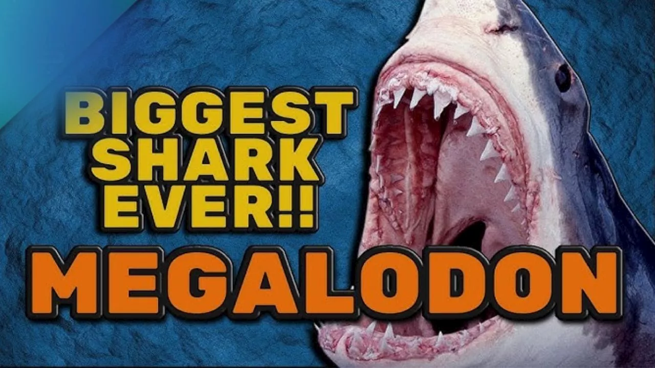 Megalodon Shark: ప్రపంచంలోనే అతిపెద్ద షార్క్‌ శాస్త్రవేత్తలను సైతం వణికించింది..!