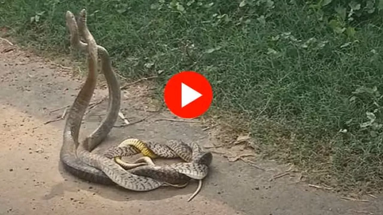 Snake Video: ನಡು ರಸ್ತೆಯಲ್ಲೇ ನಾಗರಹಾವುಗಳ ರೊಮ್ಯಾನ್ಸ್: ನಾಗ-ನಾಗಿಣಿಯ ಸರಸದ ಅಪರೂಪದ ವಿಡಿಯೋ ಇಲ್ಲಿದೆ