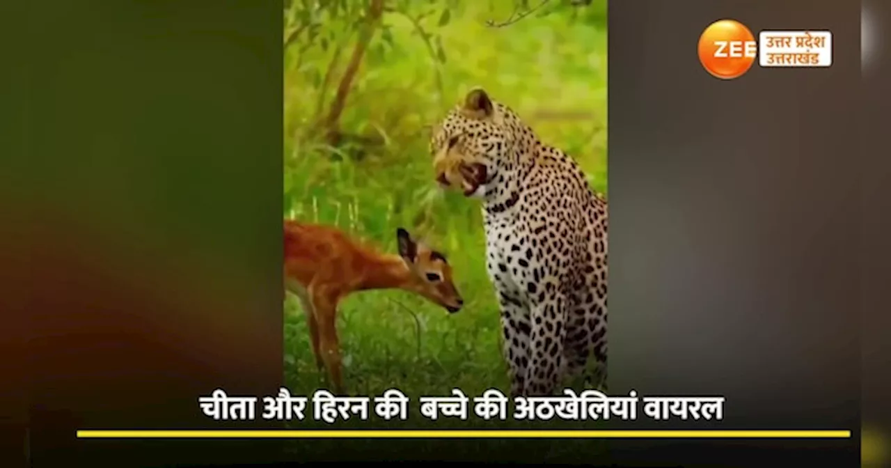 Video: चीते ने हिरण के बच्चे पर दिखाया दुलार, क्या जंगल में ऐसा भी होता है!