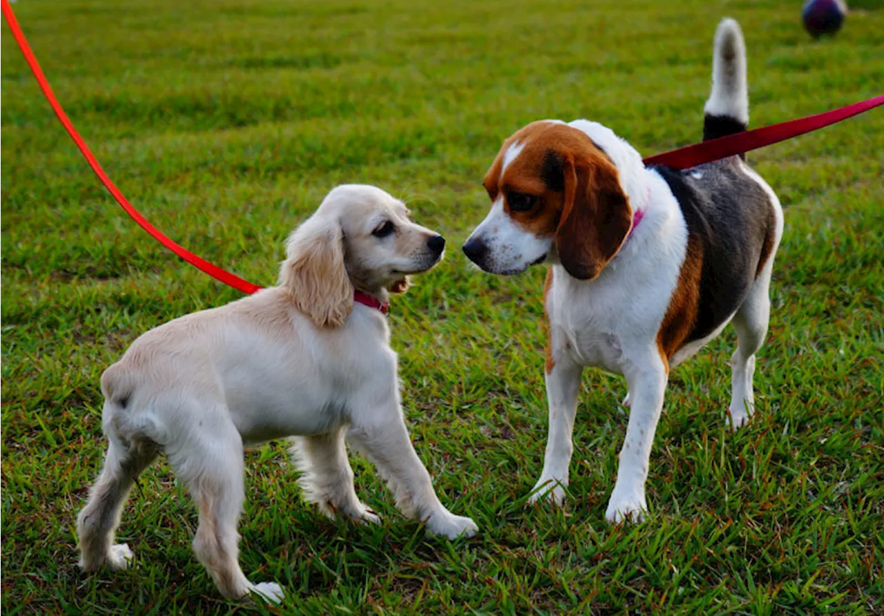 Reward scheme launched to tackle dog fouling in Telford and Wrekin