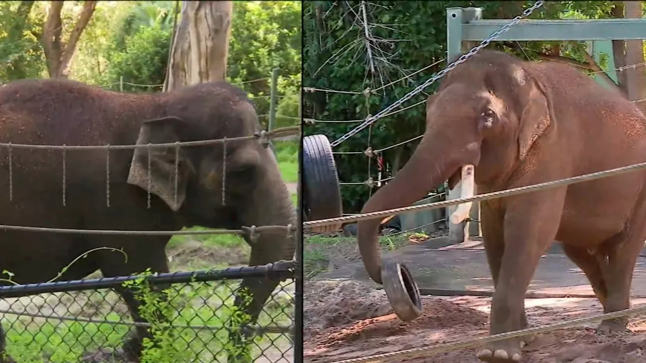 Beloved elephants celebrate last few days at Perth Zoo