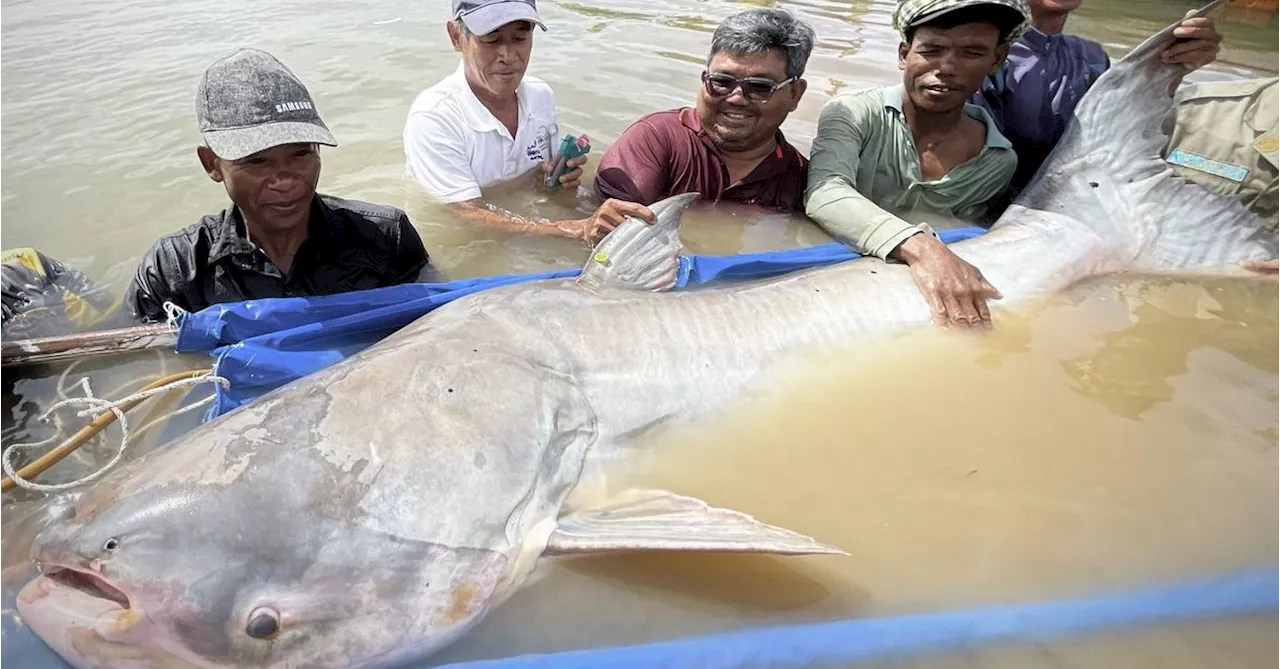 Huge and rare Mekong catfish spotted in Cambodia, raising conservation hopes