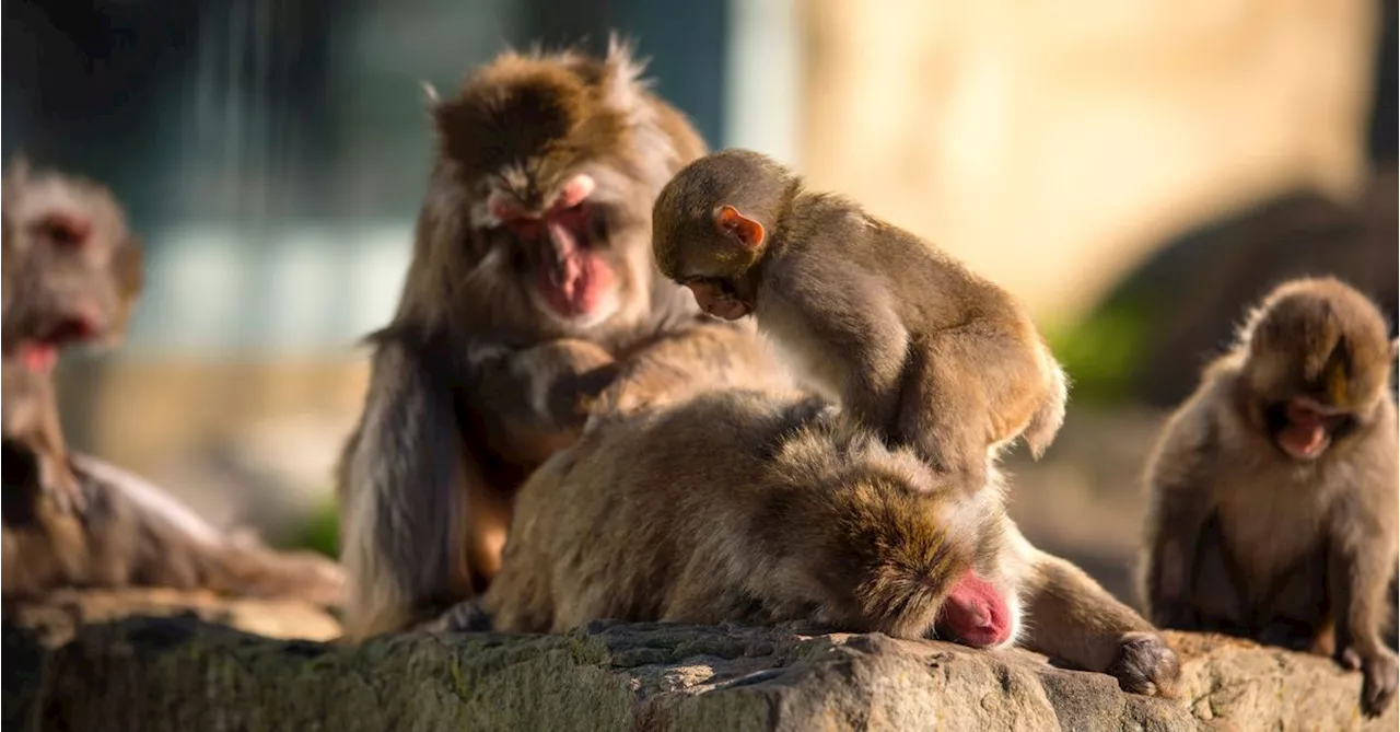 Tasmanian council to sterilise troop of Japanese macaques in city park