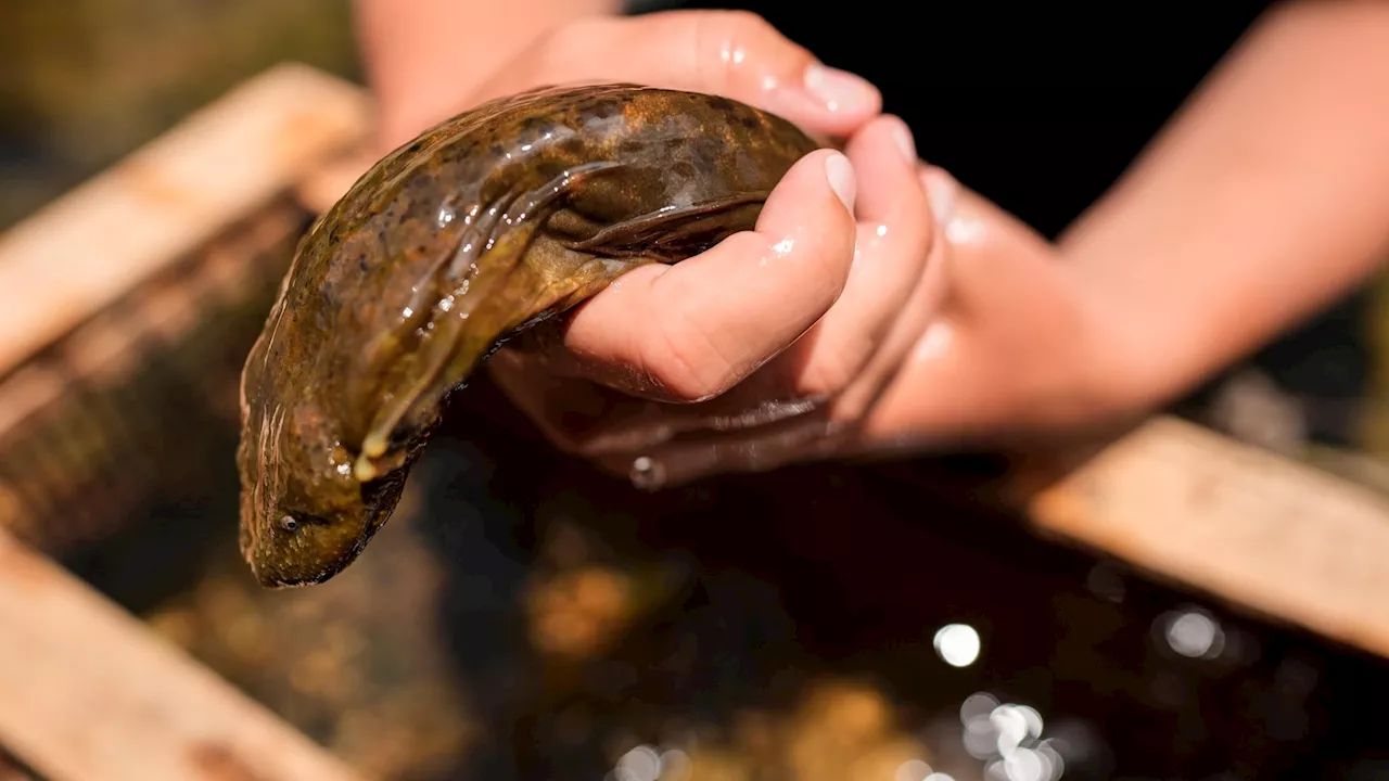 Feds propose protection for giant salamanders devastated by Hurricane Helene