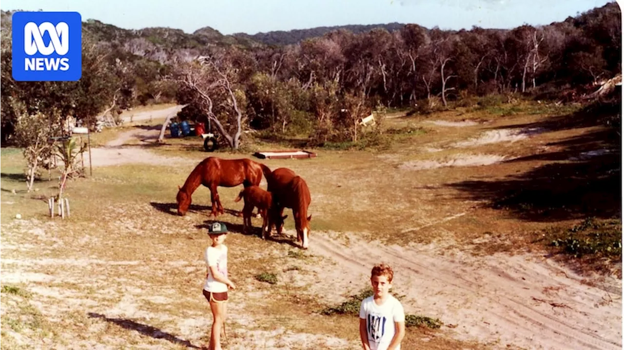 Five years since last wild horse sighting on K'gari (Fraser Island), rangers say