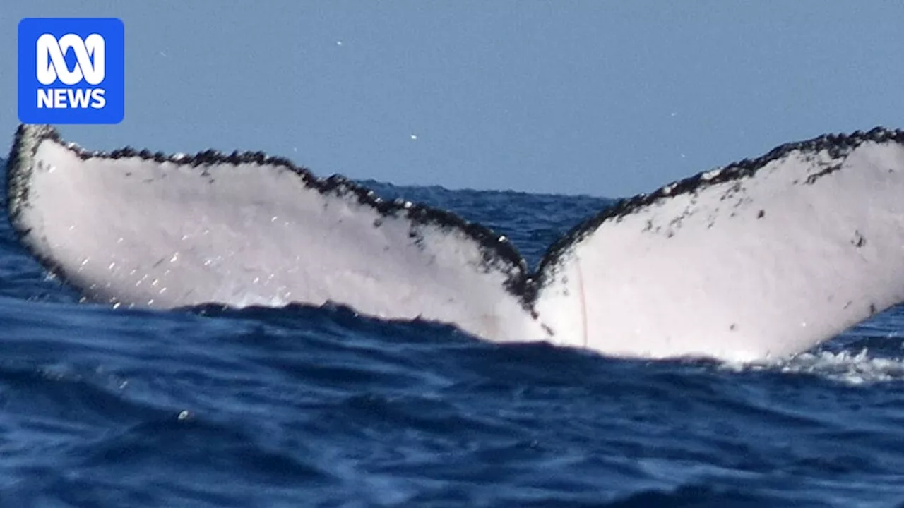 Humpback makes record 13,000km migration between Pacific and Indian oceans