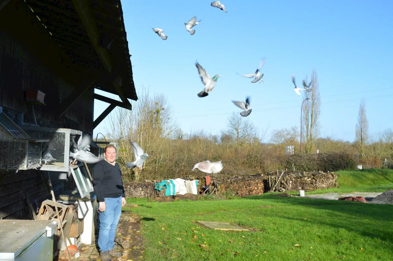 Ses pigeons voyageurs parcourent des centaines de kilomètres pour revenir dans cette commune de Seine-Maritime