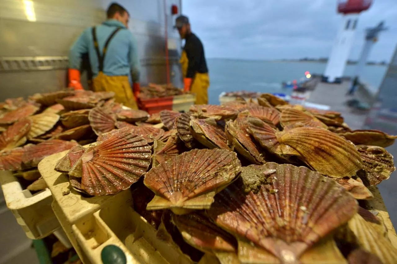 Six ventes directes de coquilles Saint-Jacques à Saint-Malo pendant les fêtes