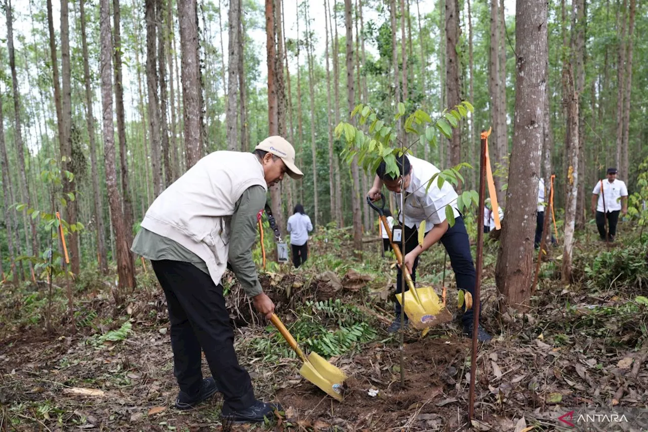 OIKN tanam 600 bibit pohon di Miniatur Hutan Hujan Tropis Nusantara