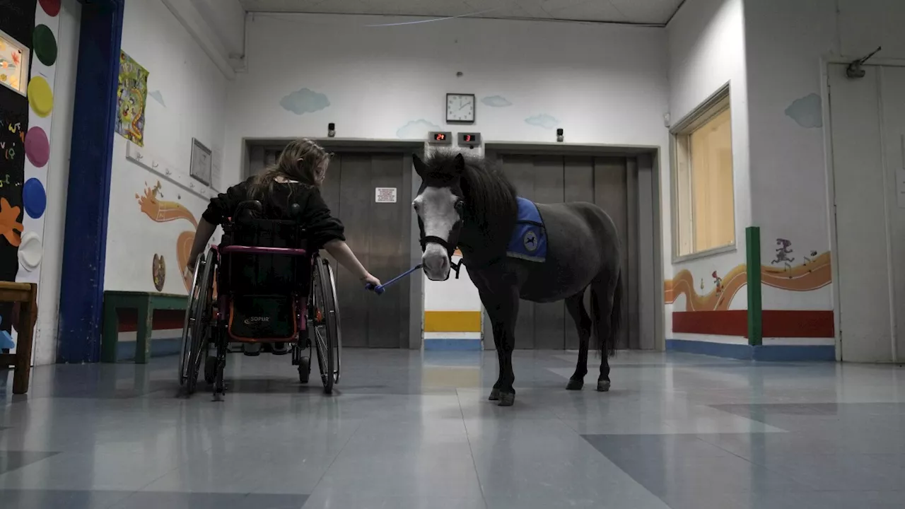 A charity offering pet therapy with mini horses is struggling