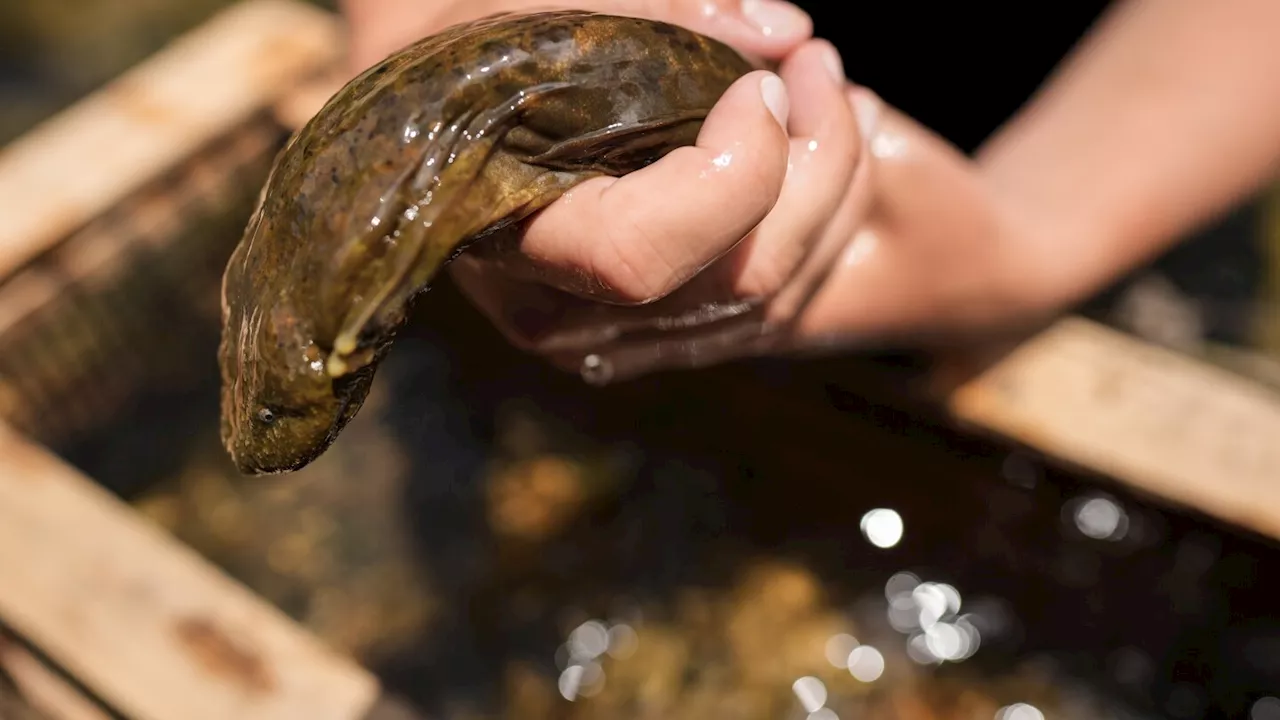 Fish and Wildlife proposes protection for giant salamanders devastated by Hurricane Helene