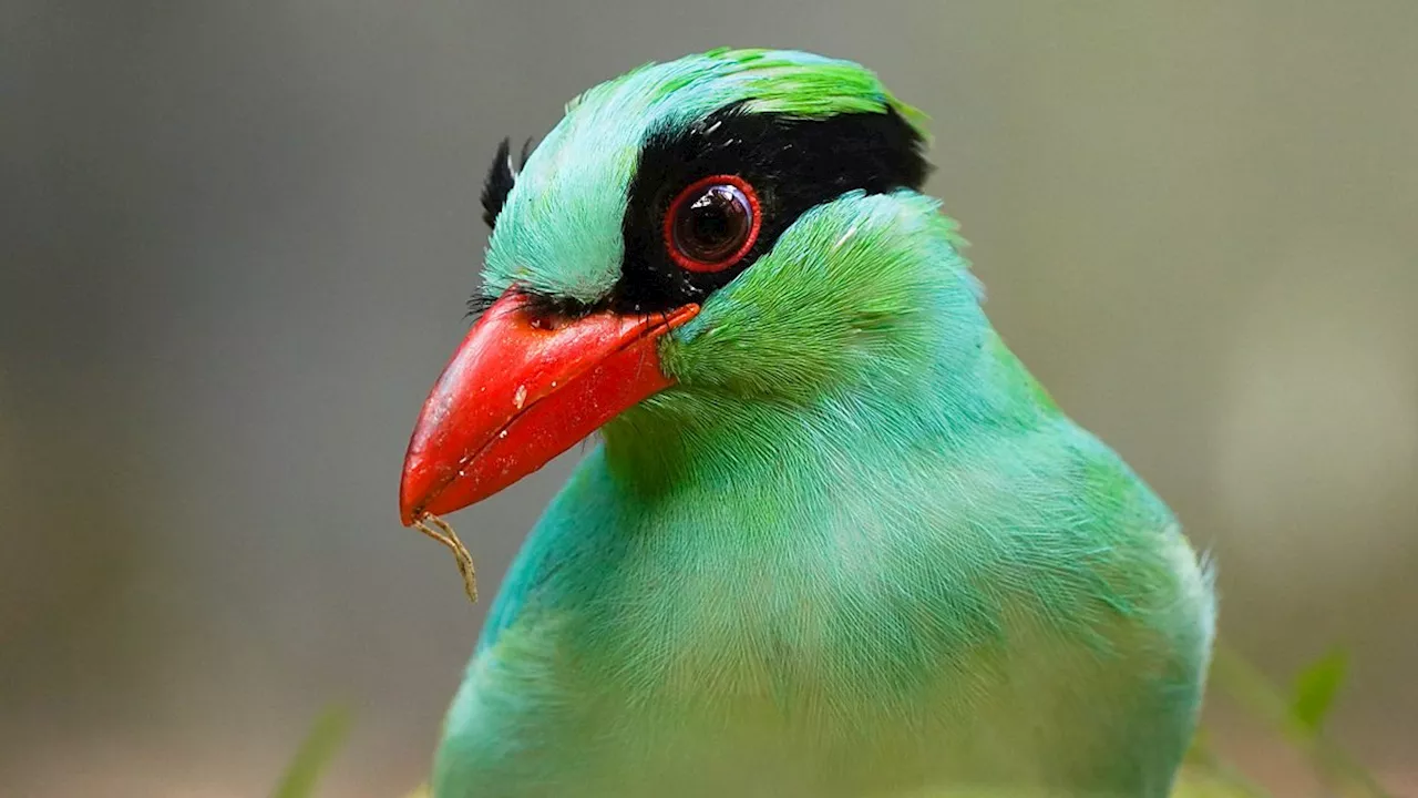  Finding hope: Panji and the Javan green magpie