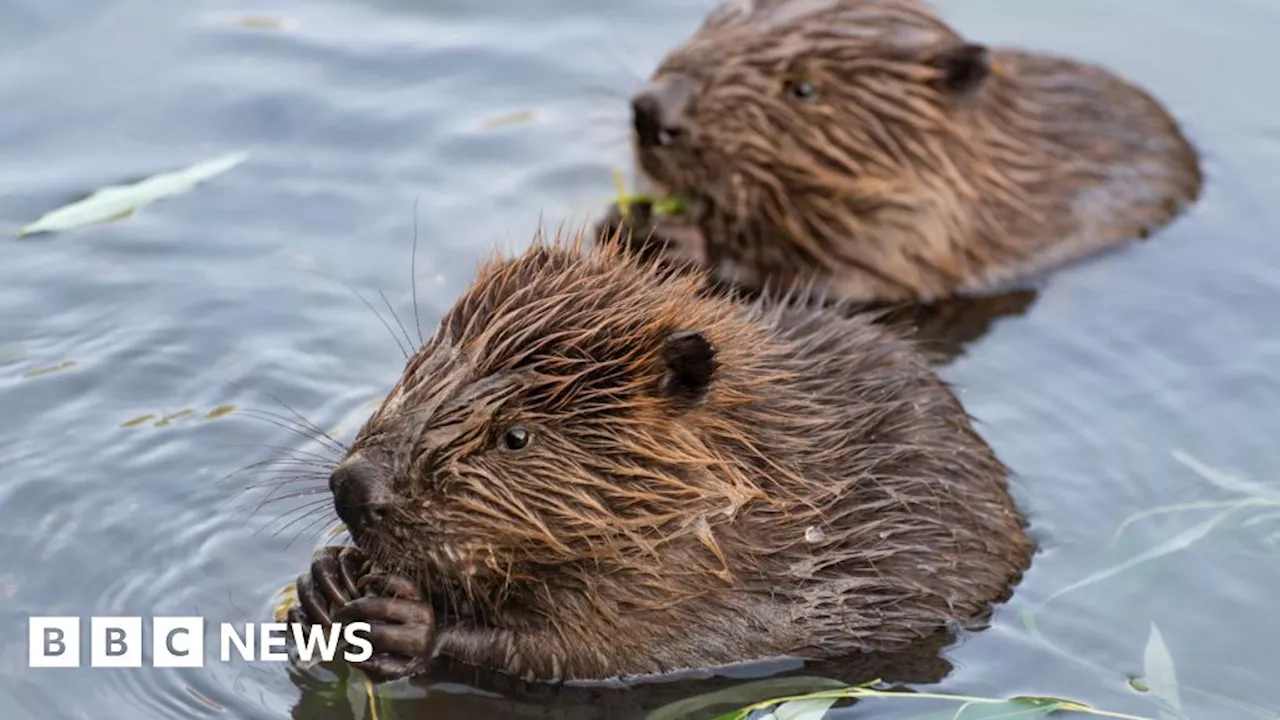 Highland beaver release planned for Glen Affric