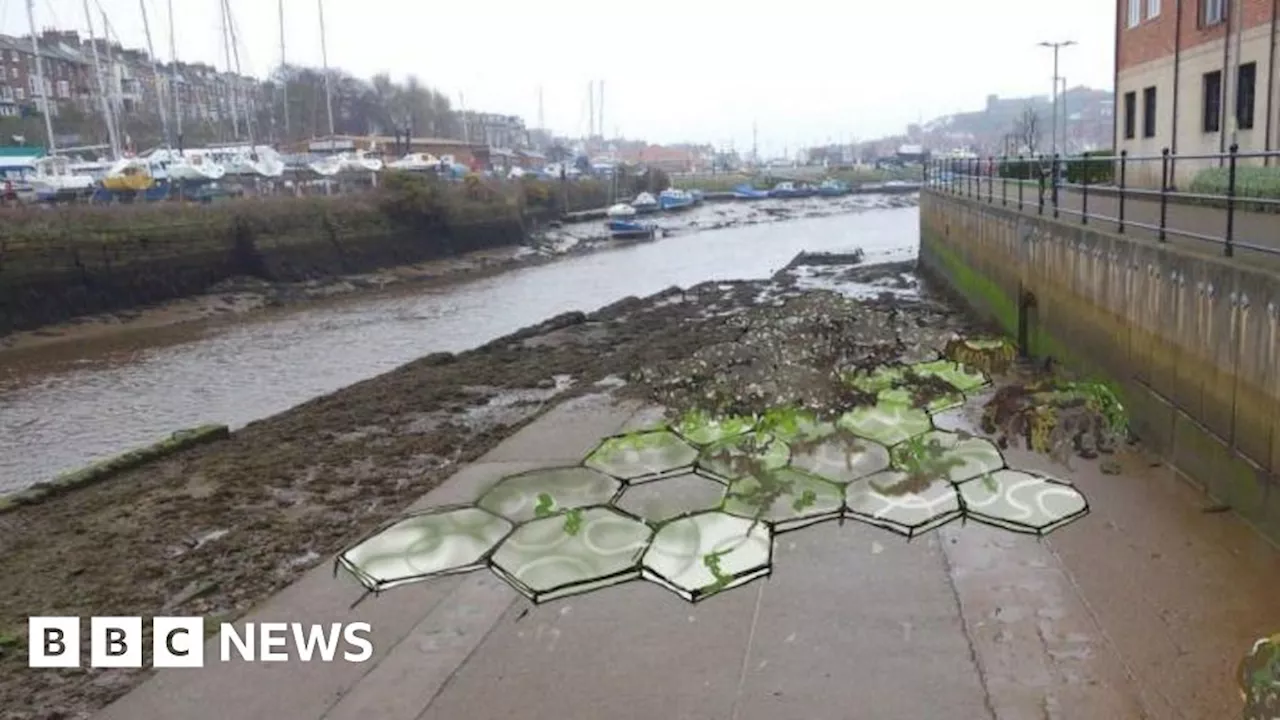 Whitby: Plans for bio-receptive tiles to help coastal wildlife