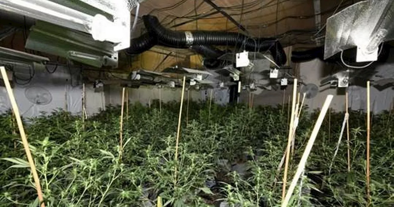 Man jailed over 'large and sophisticated' cannabis factory unearthed in NI town