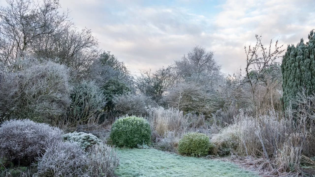 Garten winterfest machen: So schützen Sie Ihre Pflanzen