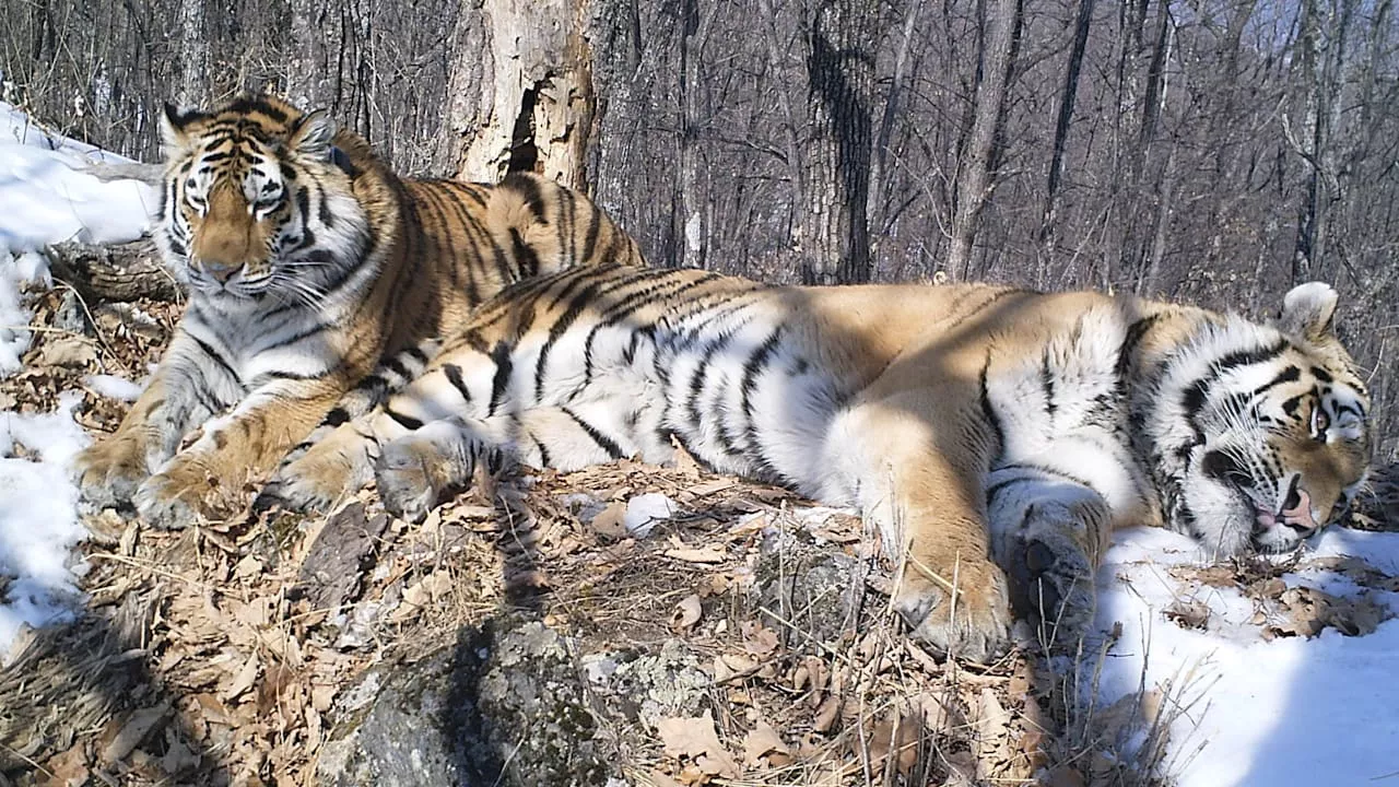 Unzertrennlich: Tiger Boris lief 200 Kilometer, um Svetlaya zu finden