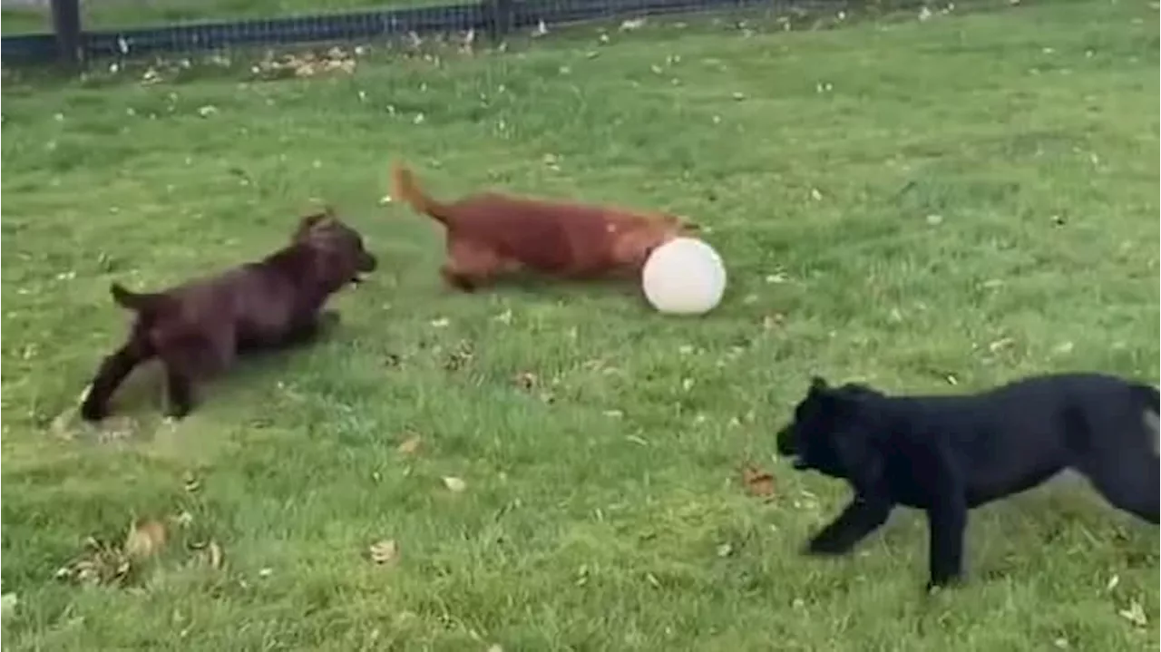 Wildes Hunderennen: Dieser Dribbel-Dackel zieht sie ALLE ab!