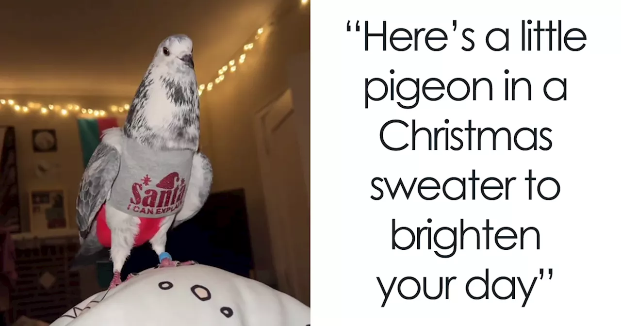 Pigeon Goes Viral After Showing Off His Christmas Sweaters As Netizens Love His Dapper Looks