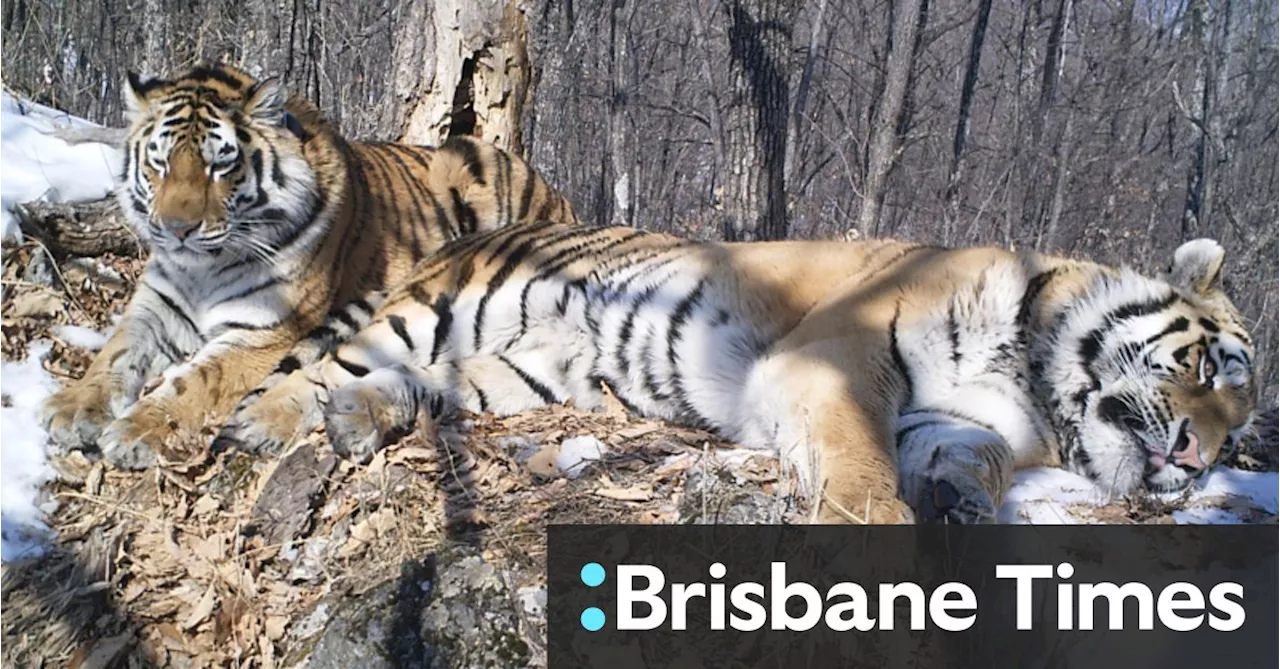 200km of Russian forest couldn’t keep these two tigers apart