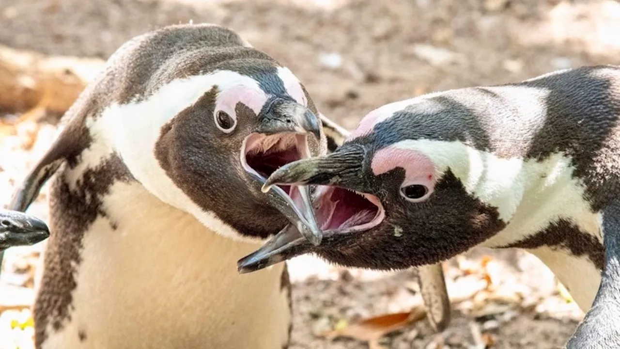 Legal delays threaten survival of African Penguins, say conservation groups