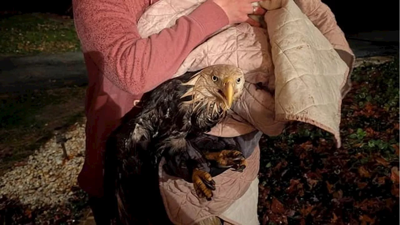 Bald eagle euthanized after eating deer shot by lead bullet in York County