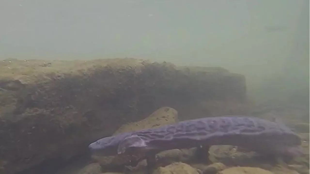 Eastern Hellbender, Pennsylvania's state amphibian, to be listed as 'endangered species'