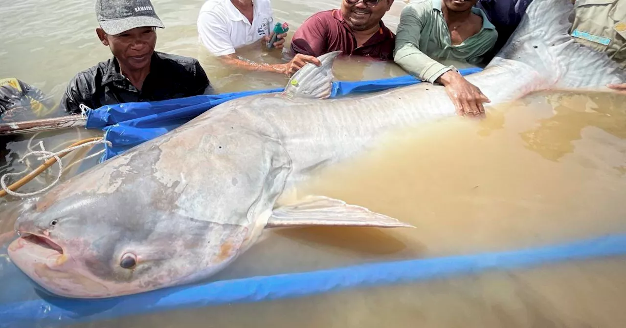 6 endangered Mekong giant catfish — one of the world's largest and rarest freshwater fish — spotted in Cambodia